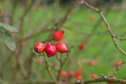 red rose hips on a bush