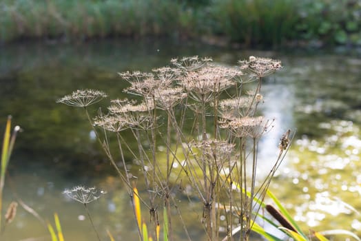 dried plants in front of a small pond