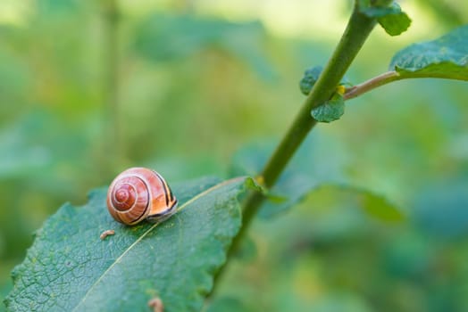 single snail on a leaf in fall time