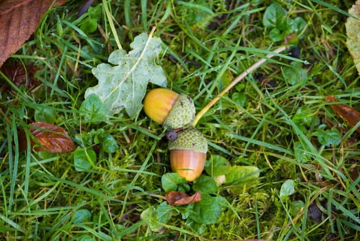 pair of falen acorns in fall