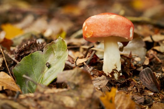 Apfeltäubling in a forest in autumn