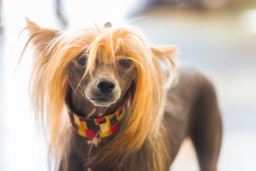Portrait of Chinese Crested hairless Dog with copy space for text
