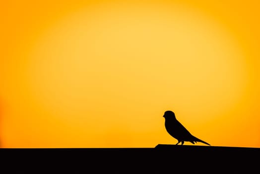 Little bird on the roof . Beautiful silhouette of Sparrow. Copy space