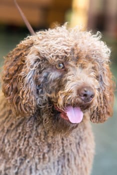 Portrait of brown spanish Water Dog. Vertical portrait