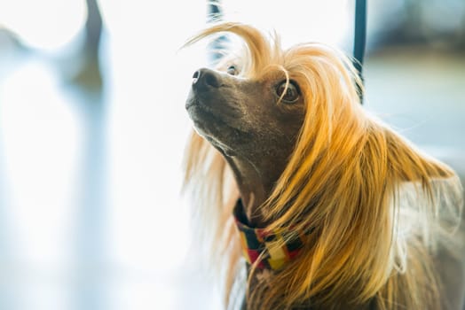 Portrait of Chinese Crested hairless Dog with copy space for text
