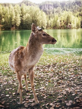 Close up on deer on the glade and lake,autumn
