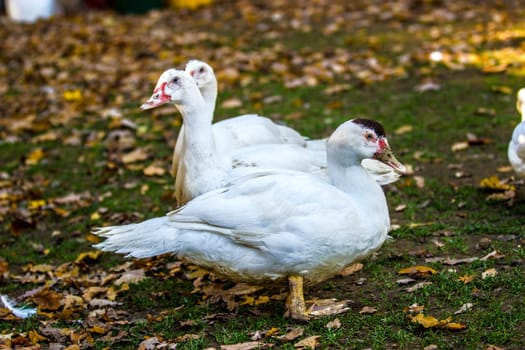 Breeding of ducks in the outdoor enclosure