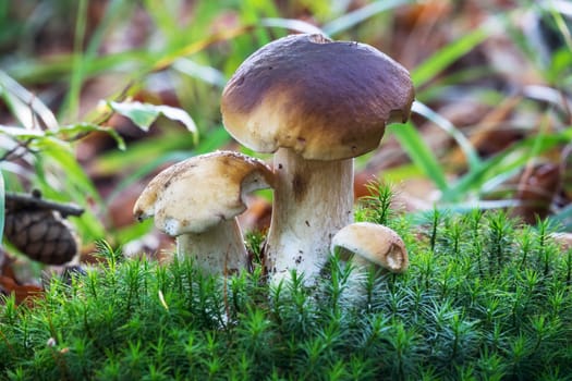 Porcini mushroom in the forest,close-up of the noble mushroom in autumn