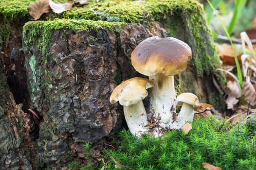 Porcini mushroom in the forest,close-up of the noble mushroom in autumn