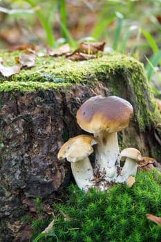 Porcini mushroom in the forest,close-up of the noble mushroom in autumn