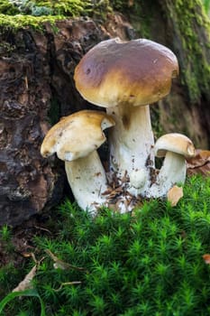 Porcini mushroom in the forest,close-up of the noble mushroom in autumn