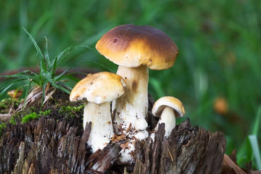 Porcini mushroom in the forest,close-up of the noble mushroom in autumn