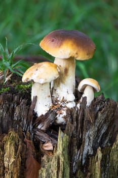 Porcini mushroom in the forest,close-up of the noble mushroom in autumn