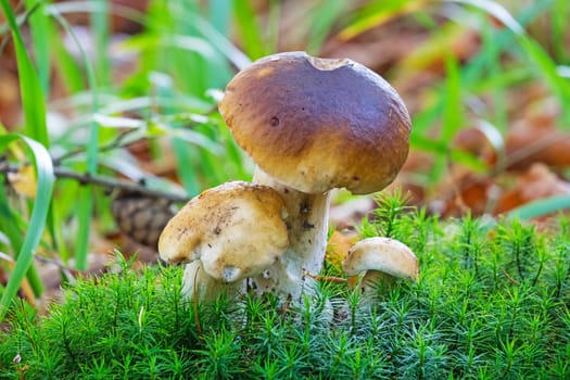 Porcini mushroom in the forest,close-up of the noble mushroom in autumn