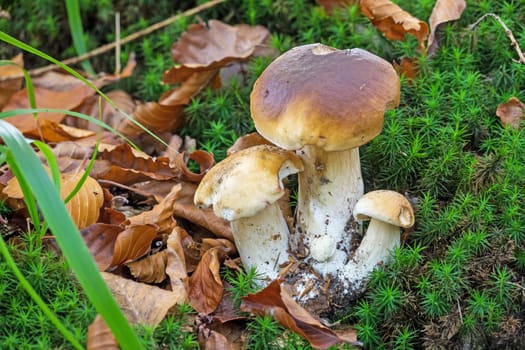 Porcini mushroom in the forest,close-up of the noble mushroom in autumn
