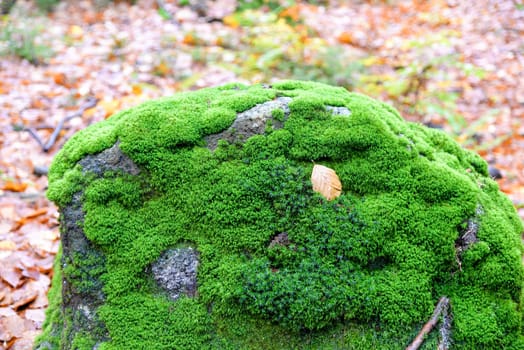 Photo Forest in autumn Granite rocks Fichtelgebirge