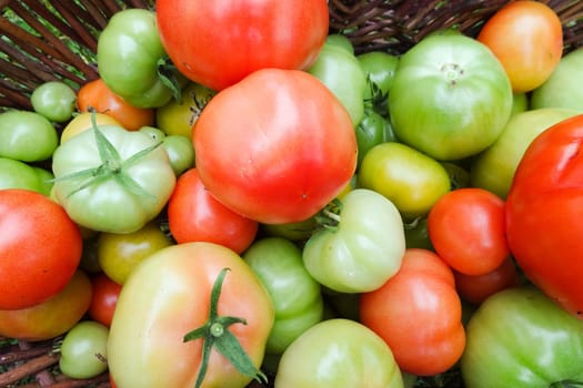 Photo green and red tomatoes in a basket in the garden