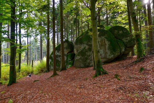 Photo Forest in autumn Granite rocks Fichtelgebirge