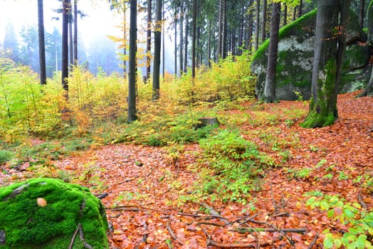 Photo Forest in autumn Granite rocks Fichtelgebirge