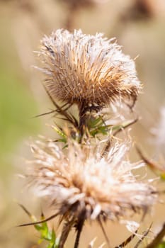 dried thistle in a macro image