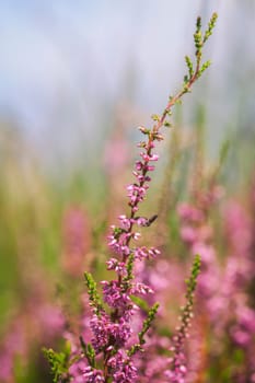 Heather herbs - Erica in a detailed shot