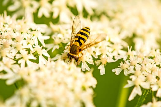 Hoverfly on flower