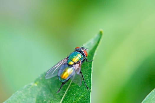 Imperial goldfly on leaf