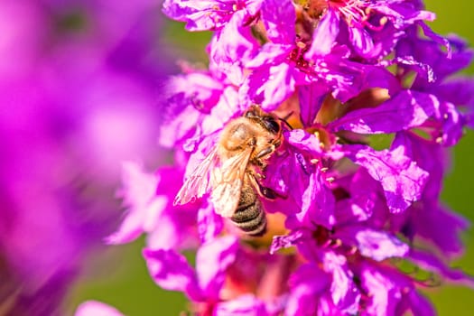 Bee on Blood Willow