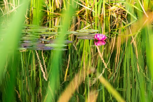 Water lily,red flower in a natural pond