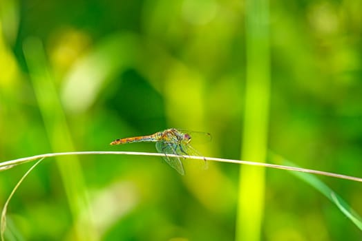 Large blue arrow,sitting on blade of grass by the pond