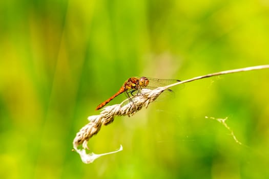 Blood-red heather dragonfly,Sympetrum sanguineum,male