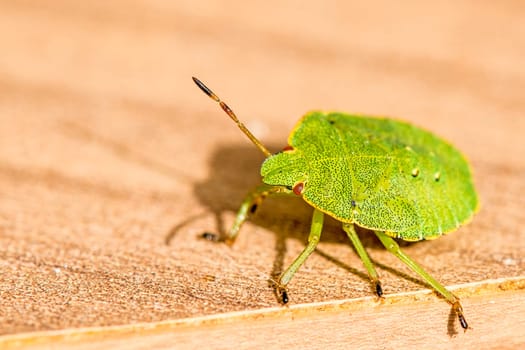 Green stink bug,nymph on a board