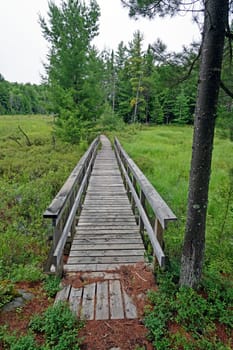 Boardwalk through a Forest Bog in Killarney Provincial Park in Ontario, Canada