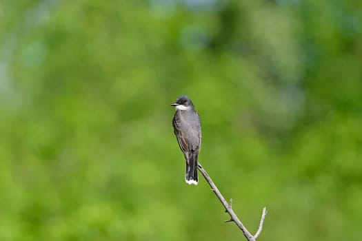 Eastern Kingbird on a Woodland Branch in Theodore Roosevelt National Park in North Dakota