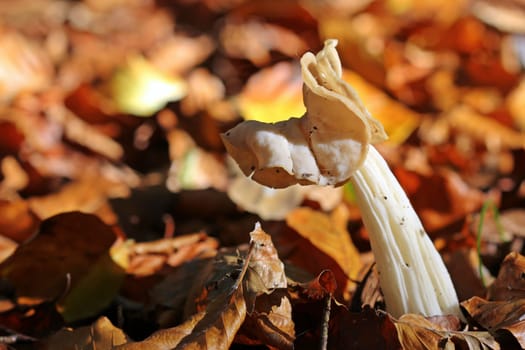 Bizarre autumn lorchel (Helvella crispa) in the shape of a dog's head