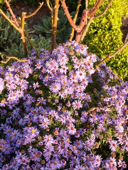 beautiful sun light small pink garden flowers plenty ground  Essex  England  UK