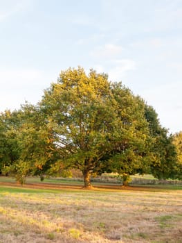 trees in field background sun light green pretty nature  Essex  England  UK