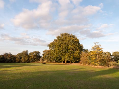 tree across field with sky background summer light   Essex  England  UK