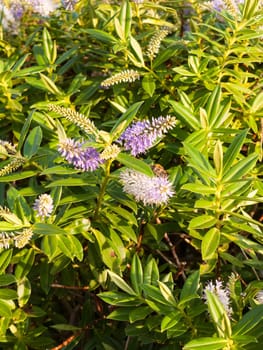 beautiful small spirals of pink and white flowers front garden shrub  Essex  England  UK