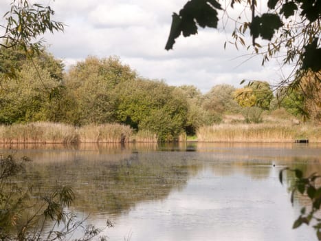 summer golden lake scene top surface outside country water  Essex  England  UK