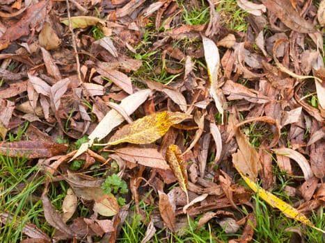 background of brown and yellow fallen autumn leaves ground  Essex  England  UK