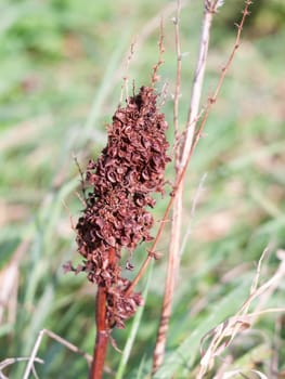 brown dead dried leaf part up close nature field plants  Essex  England  UK