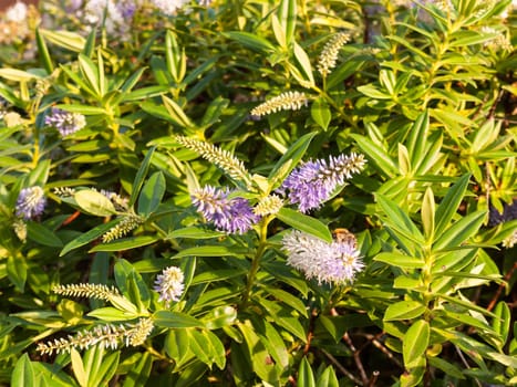 beautiful small spirals of pink and white flowers front garden shrub  Essex  England  UK