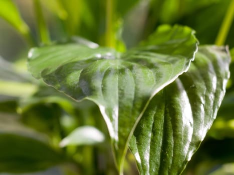 green summer leaf close up background texture  Essex  England  UK