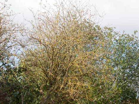 bare branch tree background no leaves autumn weather overcast  Essex  England  UK