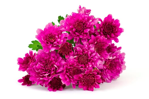 Pink Chrysanthemum flowers isolatedon white background