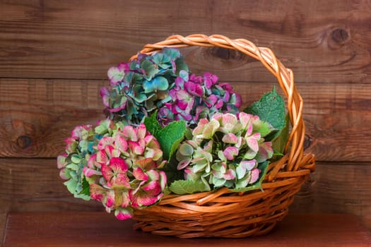 hortensia flowers, Hydrangea macrophylla, wooden background
