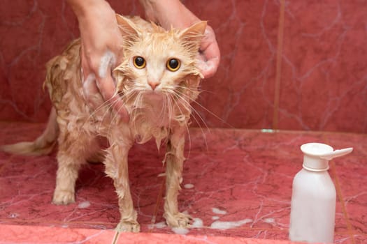 Homemade cat bathing in the bathroom