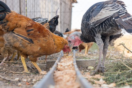 Turkeys and chicken eat food from the tray