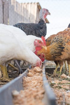 Feeding domestic turkeys and chicken